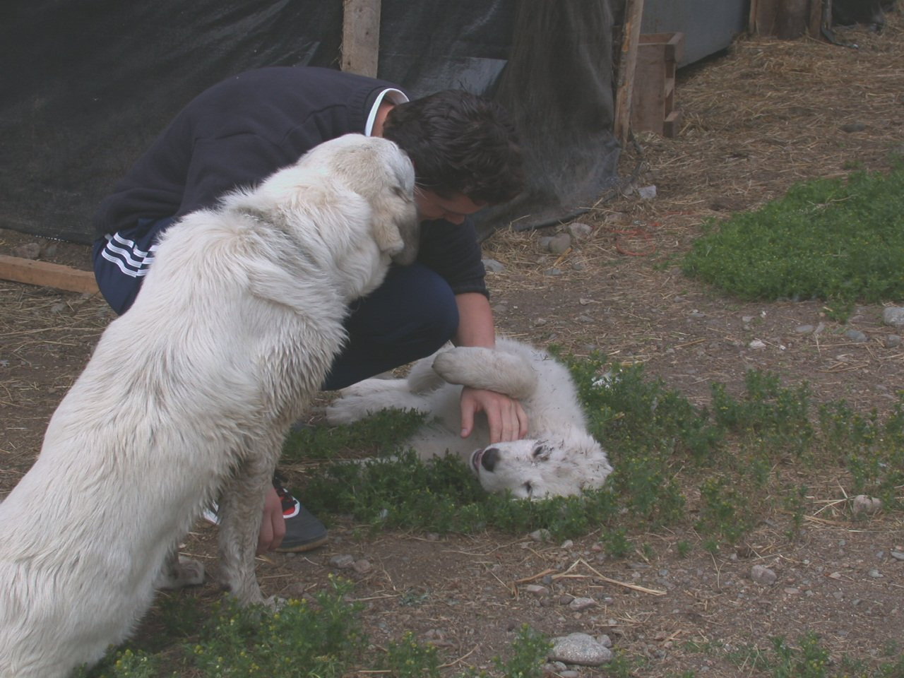 Jorgen, pet sitter in Soest, photo 1