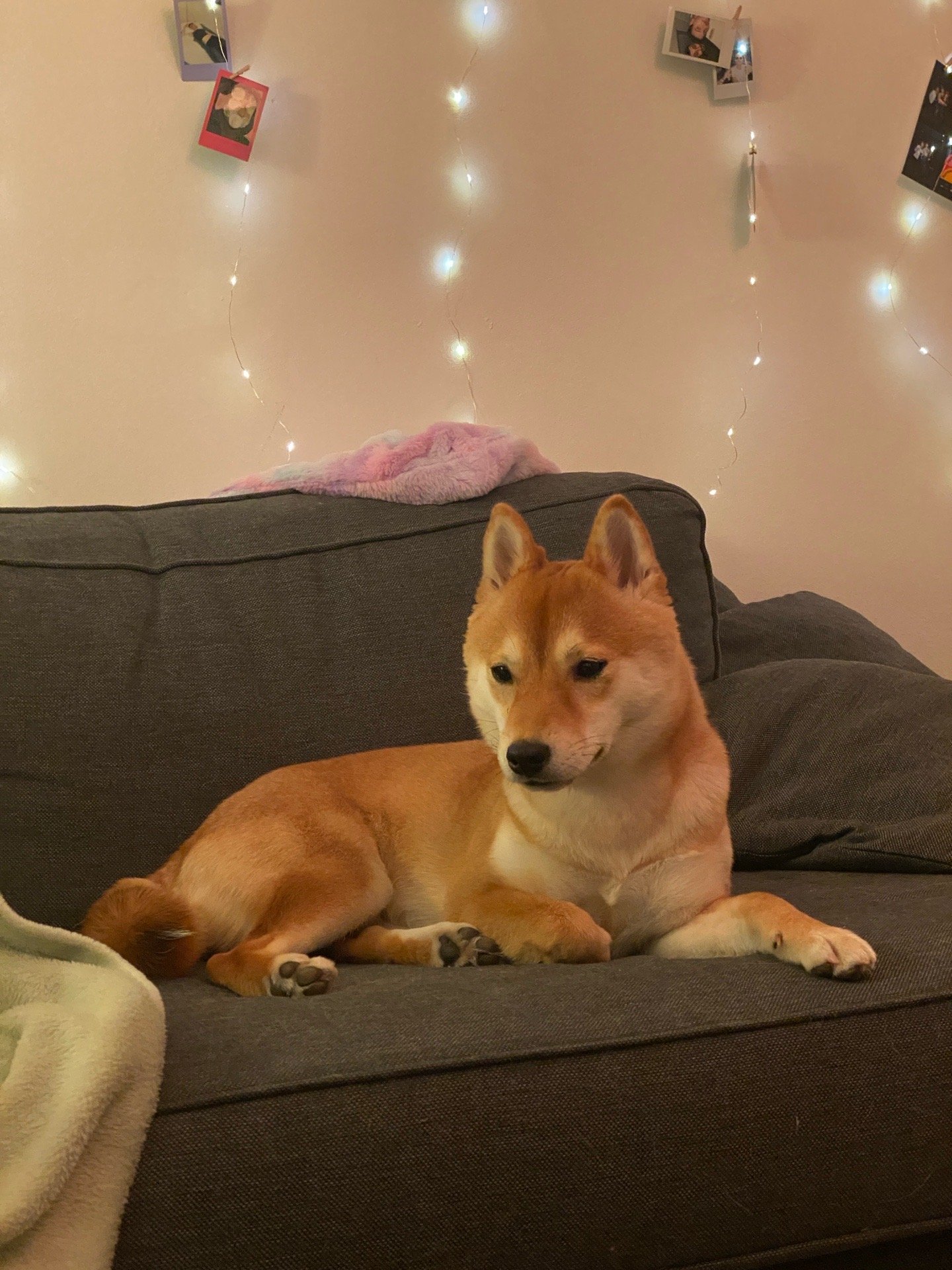 Alejandro, pet sitter in Amsterdam, photo 3