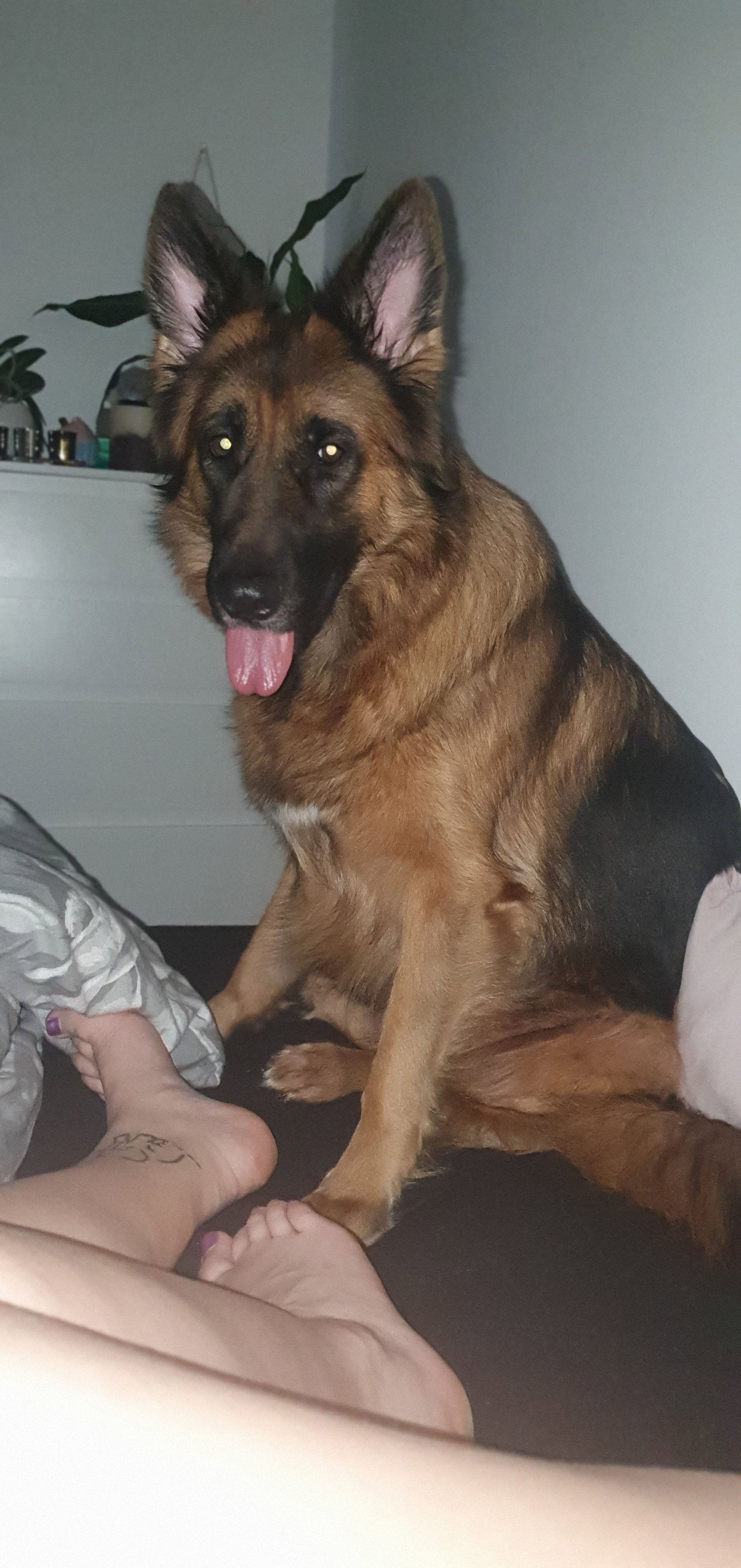 Sandra, pet sitter in Groenlo, photo 2