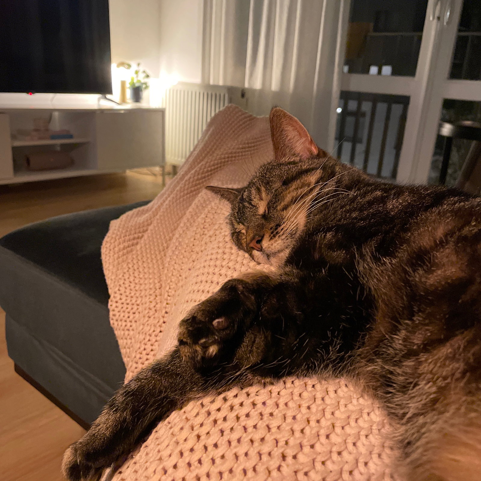 Karin, pet sitter in Amsterdam, photo 1