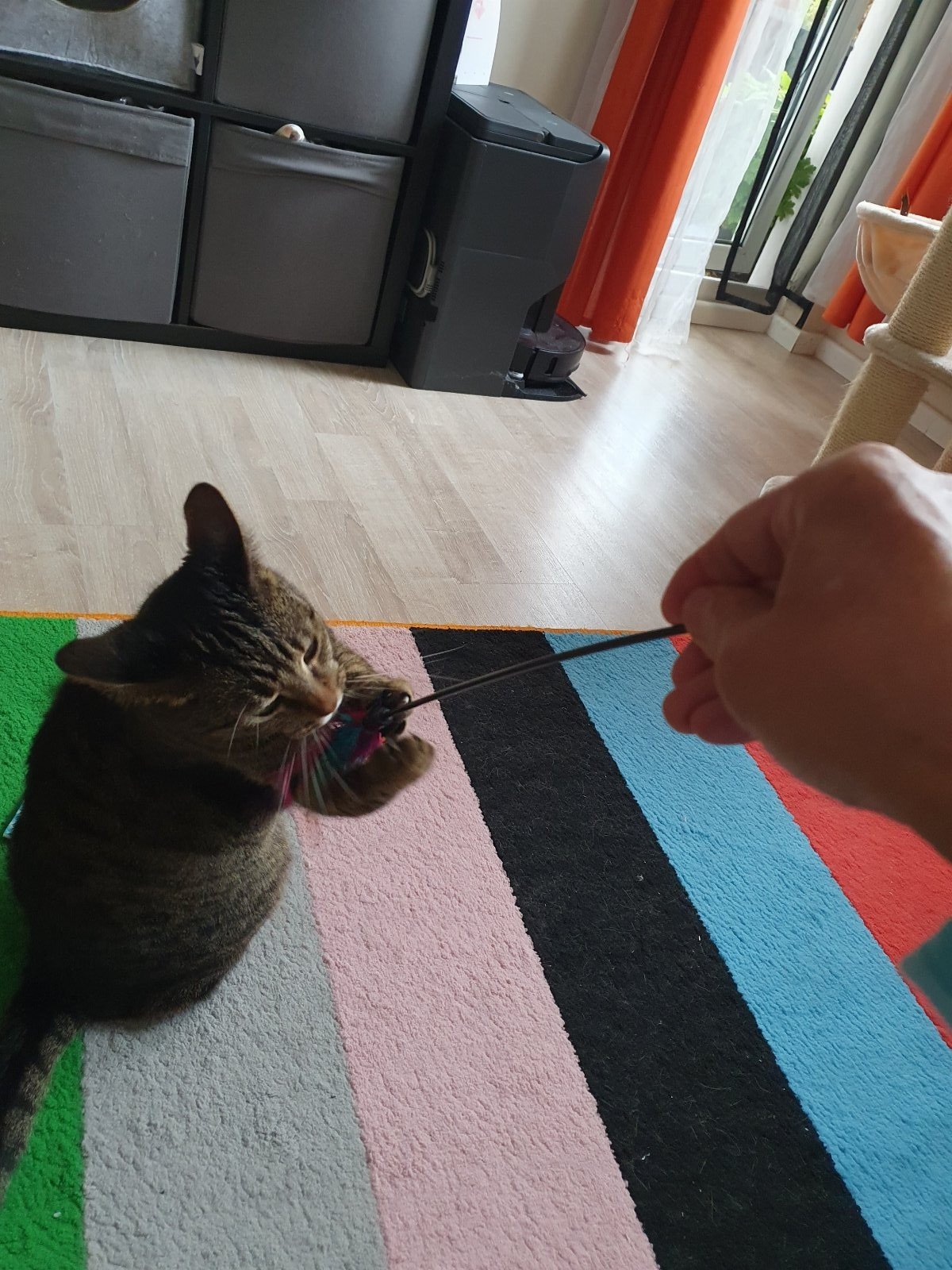 Olaf, Tiersitter in Berlin, Foto 3