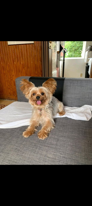 Melany, pet sitter in Rotterdam, photo 4