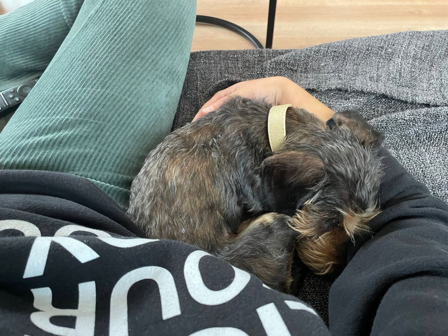 Sjors, pet sitter in Amsterdam, photo 5