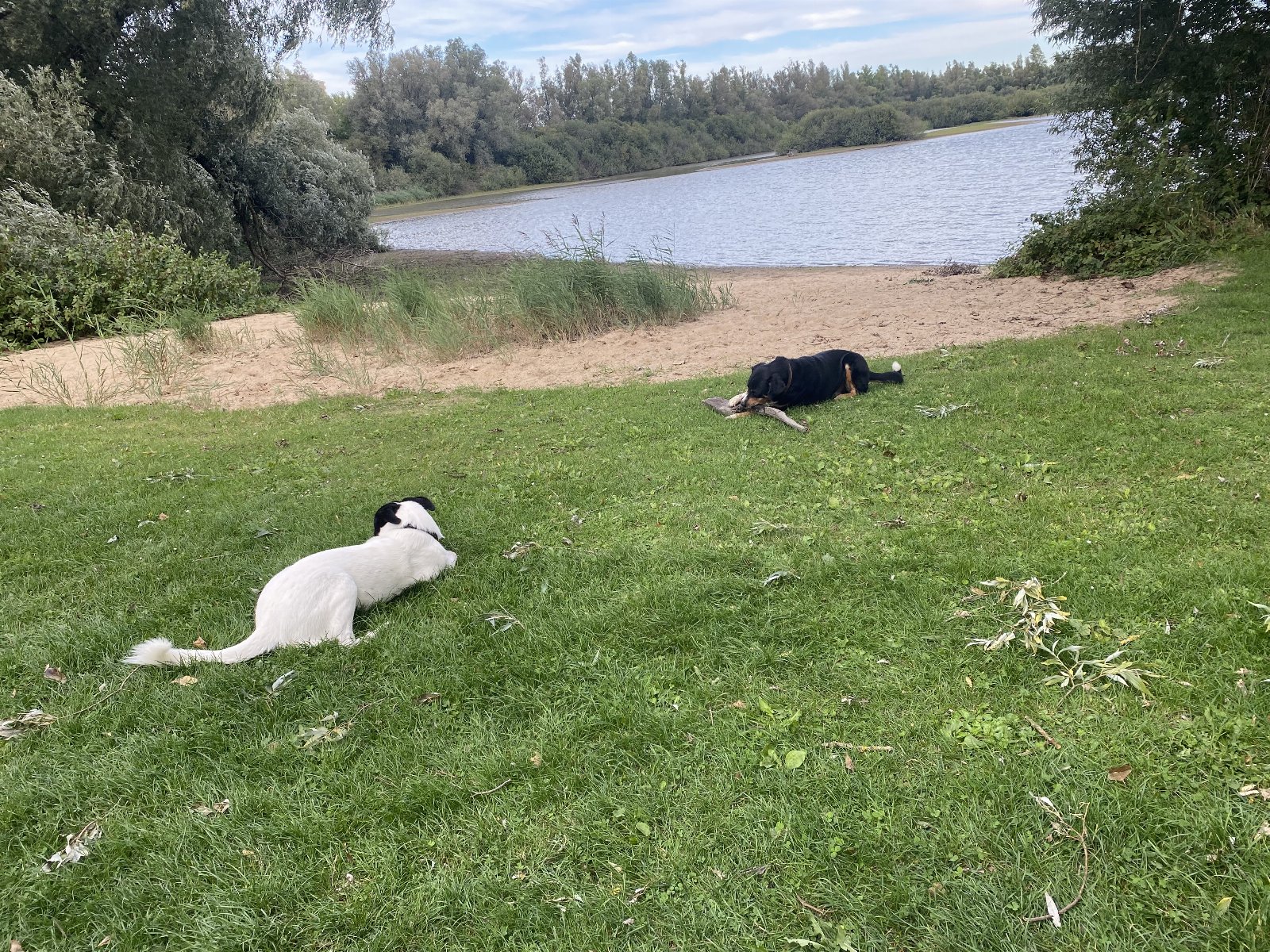Lisa, pet sitter in Huissen, photo 4