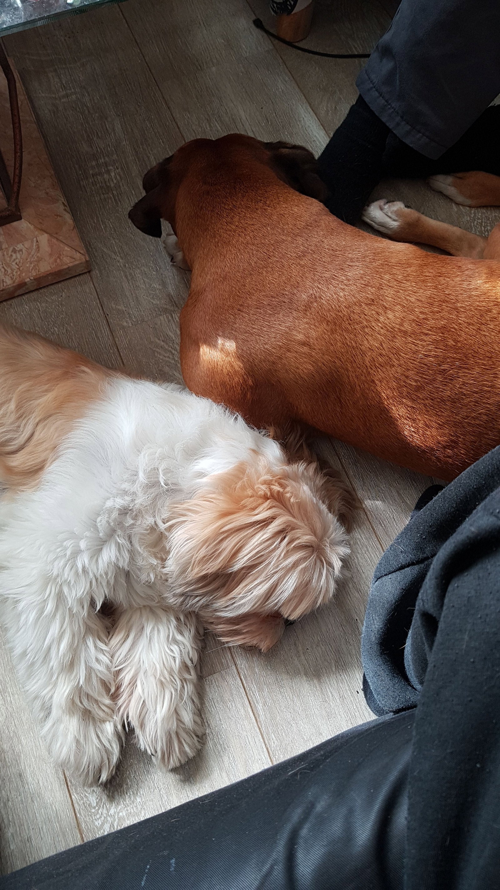 Do, pet sitter in Zandvoort, photo 2