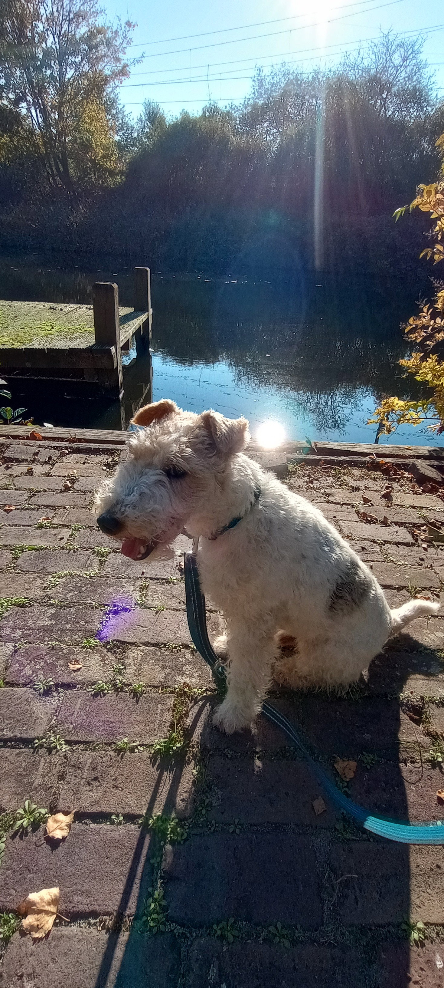Andrea, pet sitter in 's-Gravenhage, photo 4