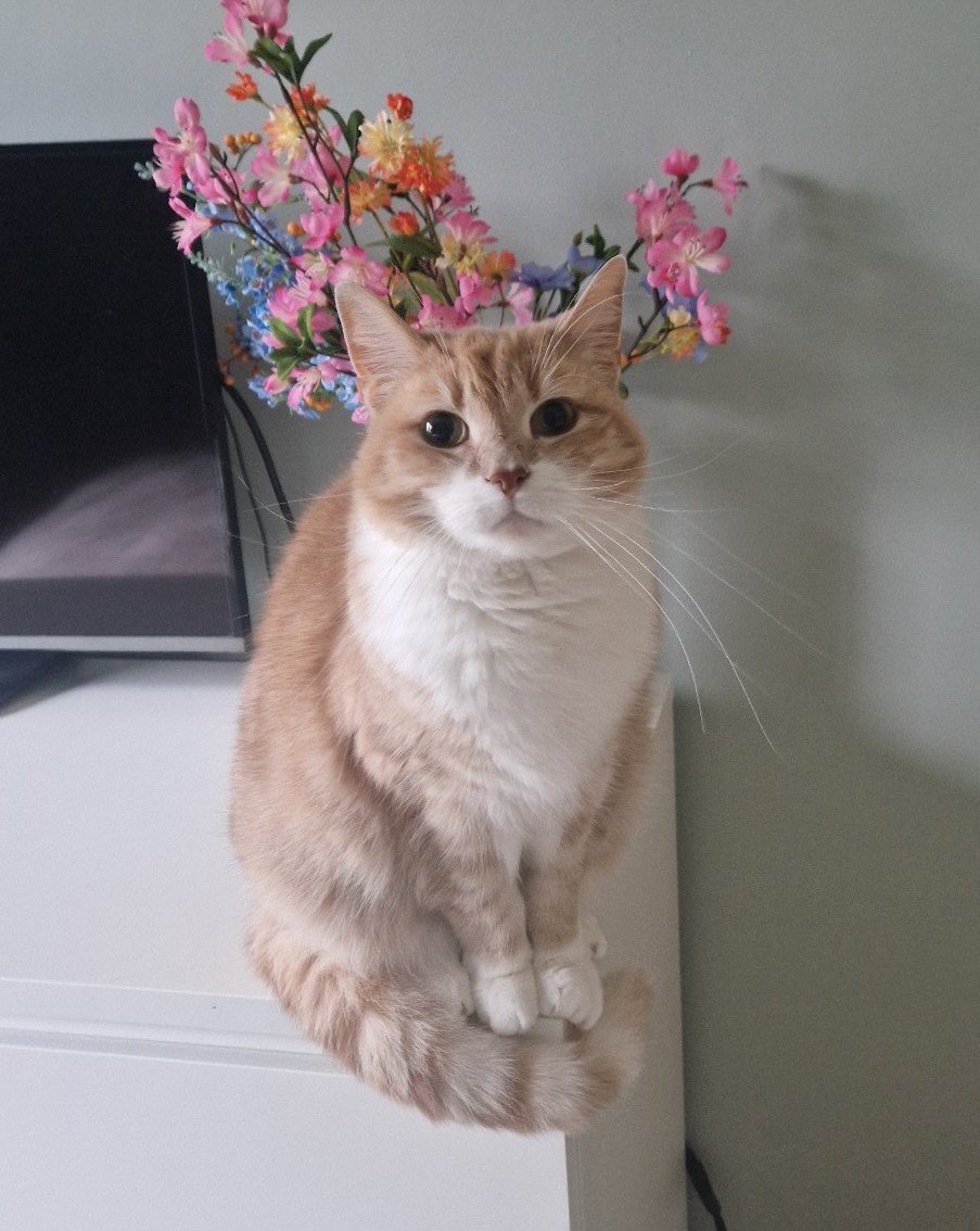 Karin, pet sitter in 's-Hertogenbosch, photo 5