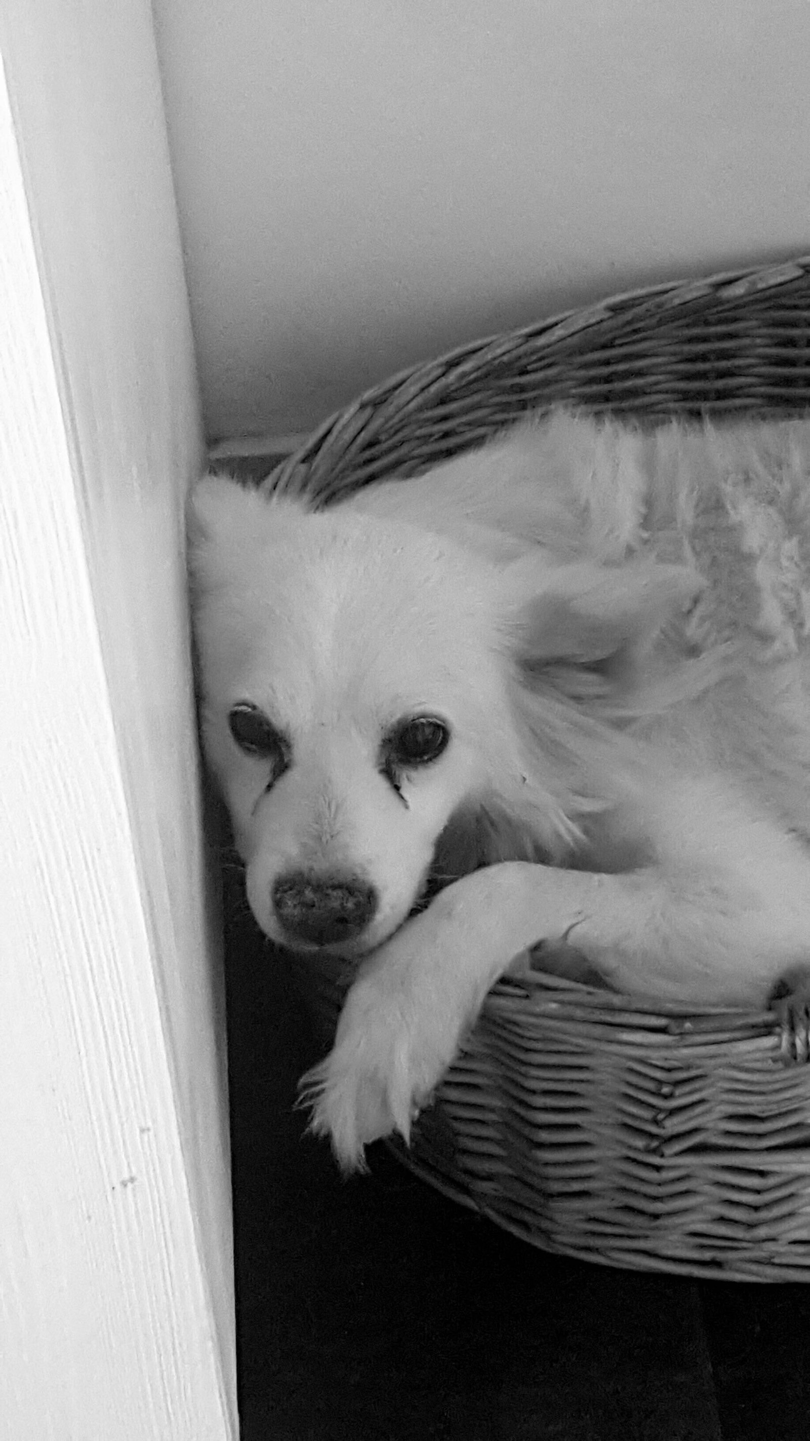 Simone, dierenoppas in Opperdoes, foto 1
