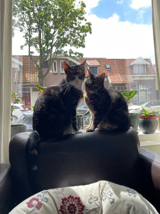 Esmee, pet sitter in Nijmegen, photo 5