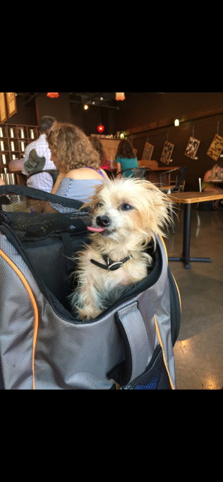 Sabrine, pet sitter in Tilburg, photo 4