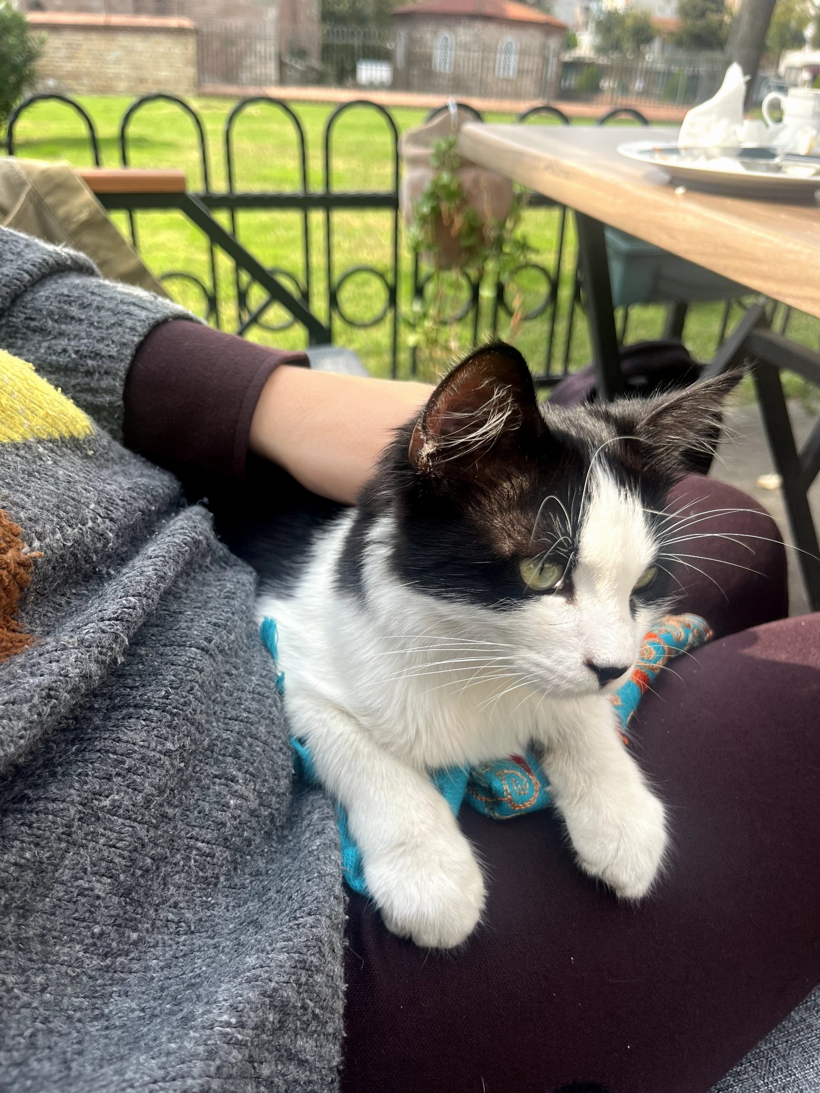 Dominga, pet sitter in Amsterdam, photo 1