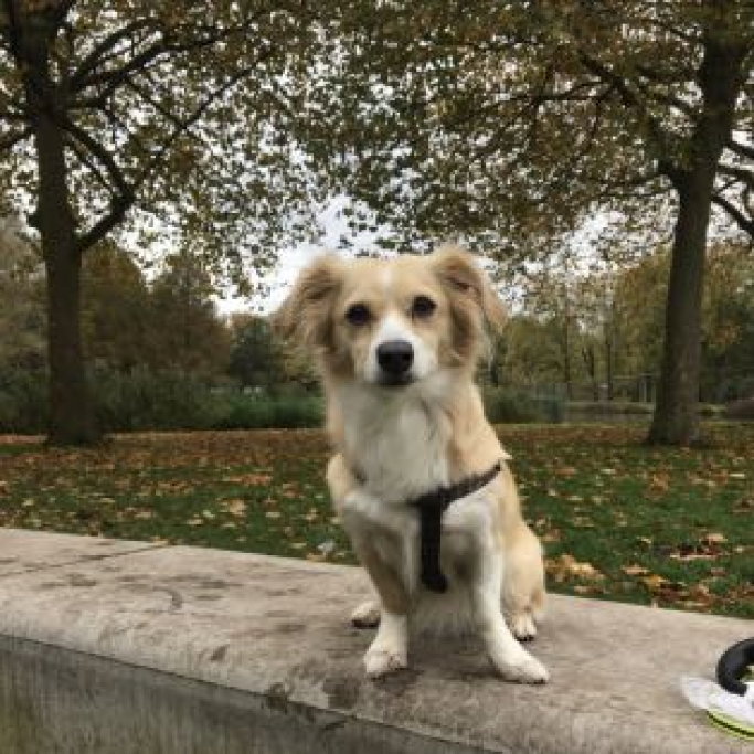 Jeroen, dierenoppas in Amsterdam, foto 5