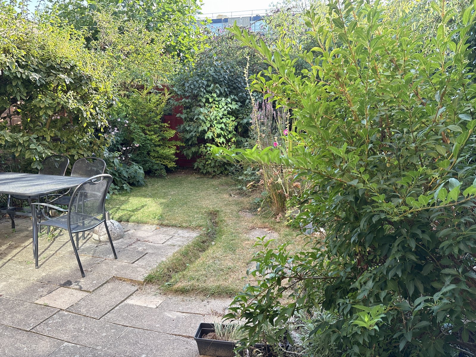Ray, pet sitter in Utrecht, photo 1