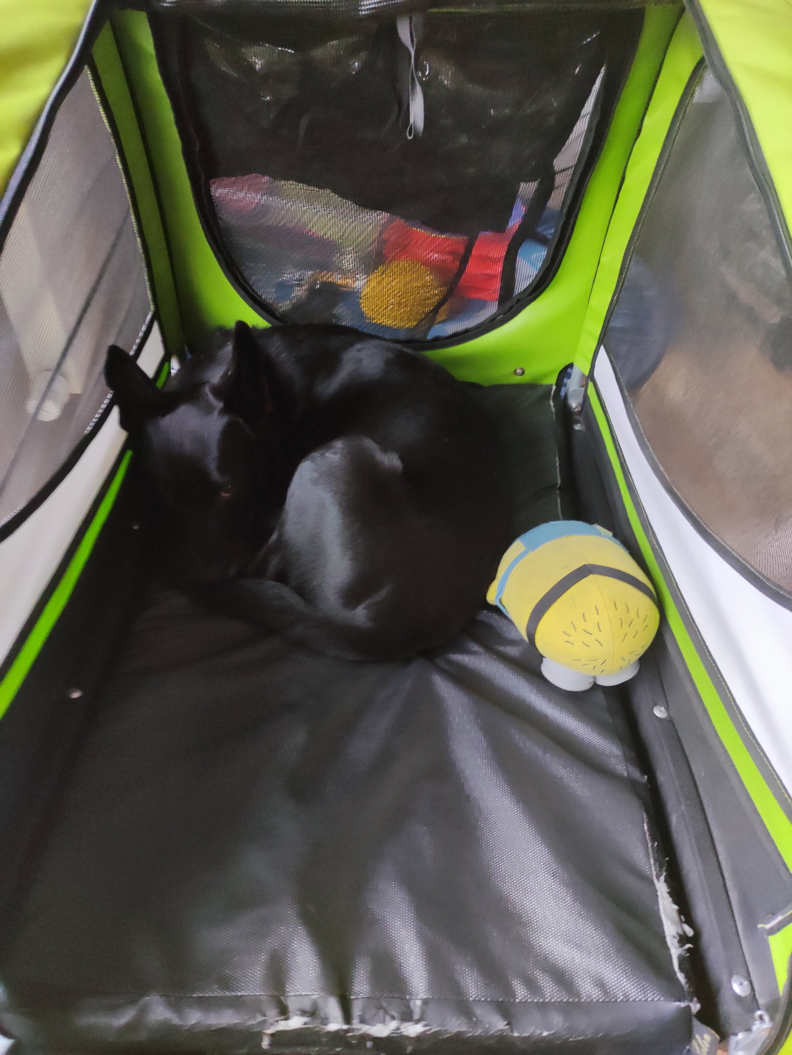 Anna, pet sitter in Münster, photo 3