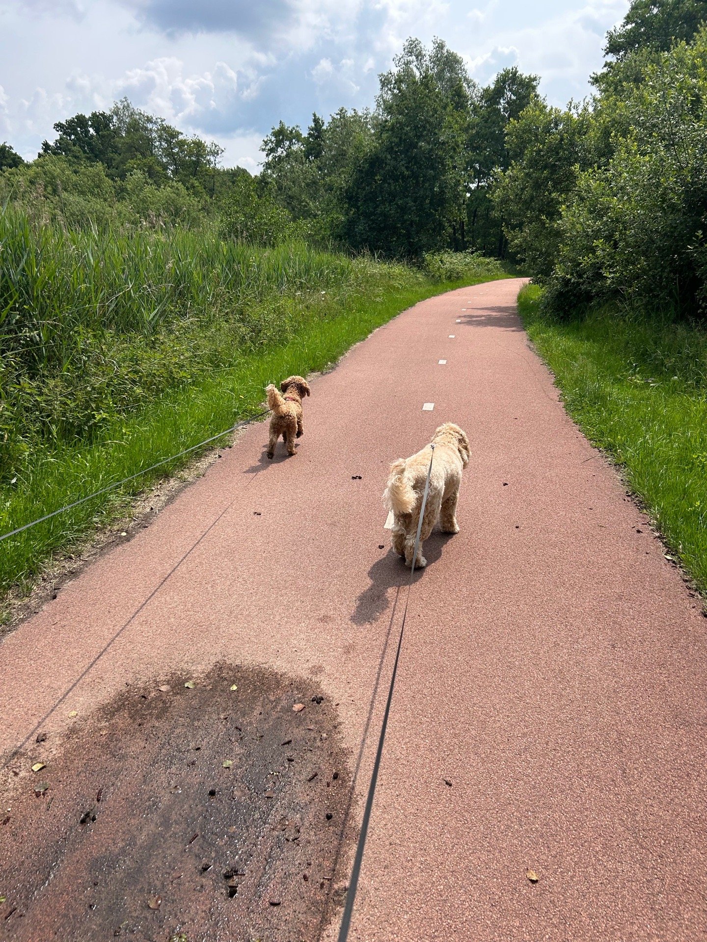 Juliette, pet sitter in Eindhoven, photo 2