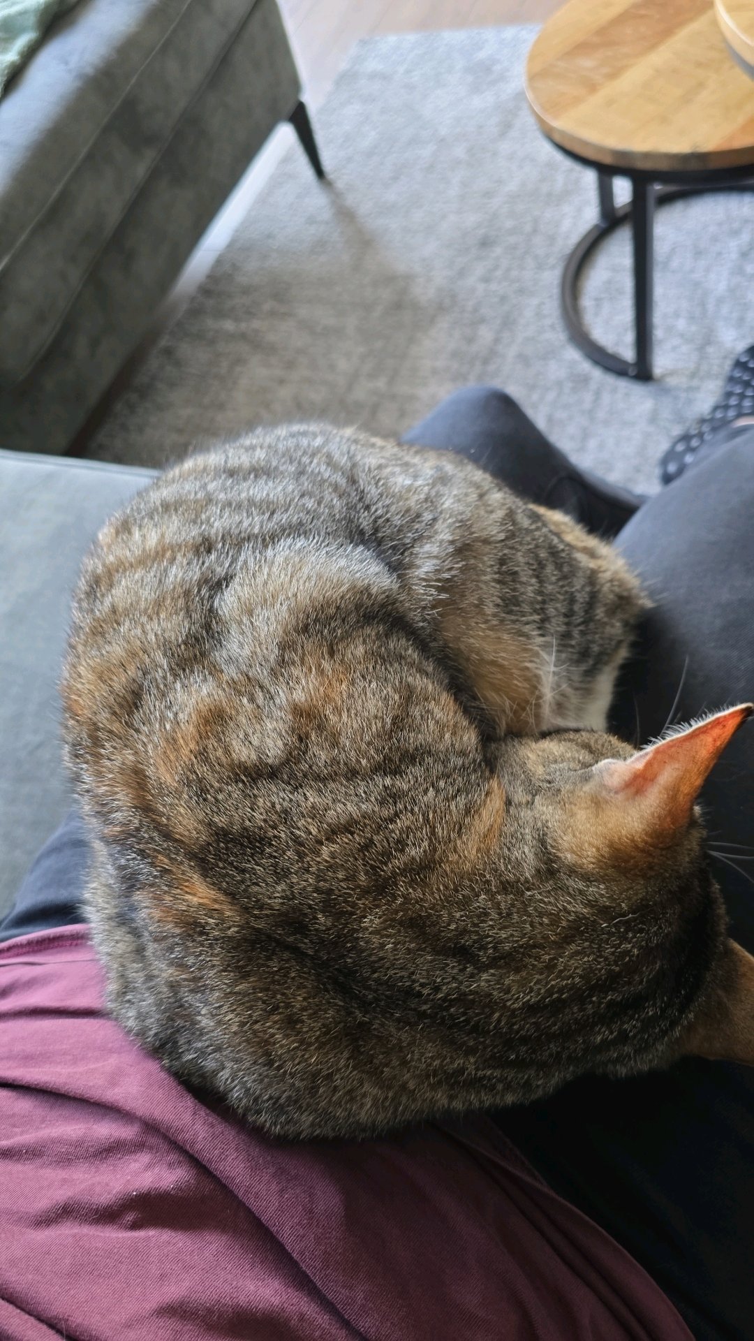 Sabine, dierenoppas in Zutphen, foto 2