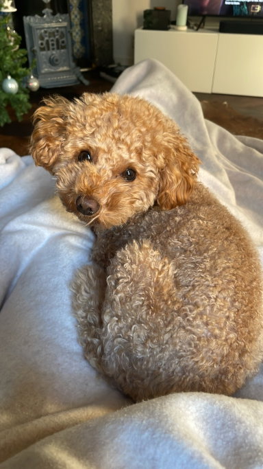 Rhodée, pet sitter in Amsterdam, photo 4