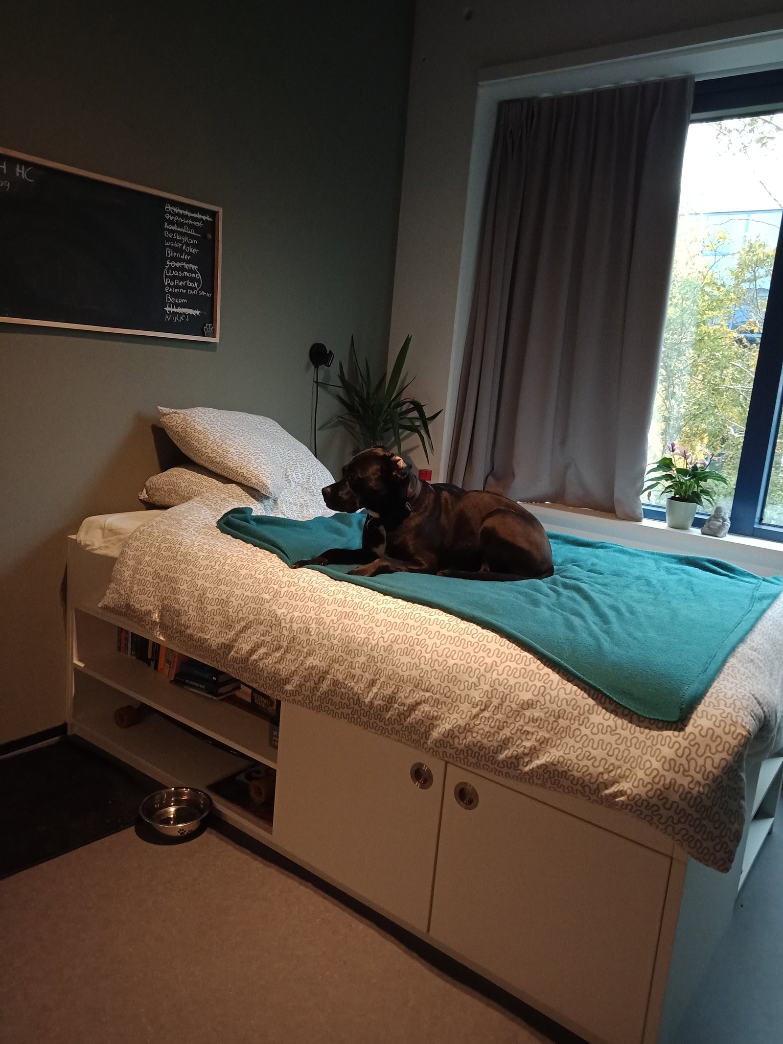 Morgan-Mae, pet sitter in Leeuwarden, photo 3