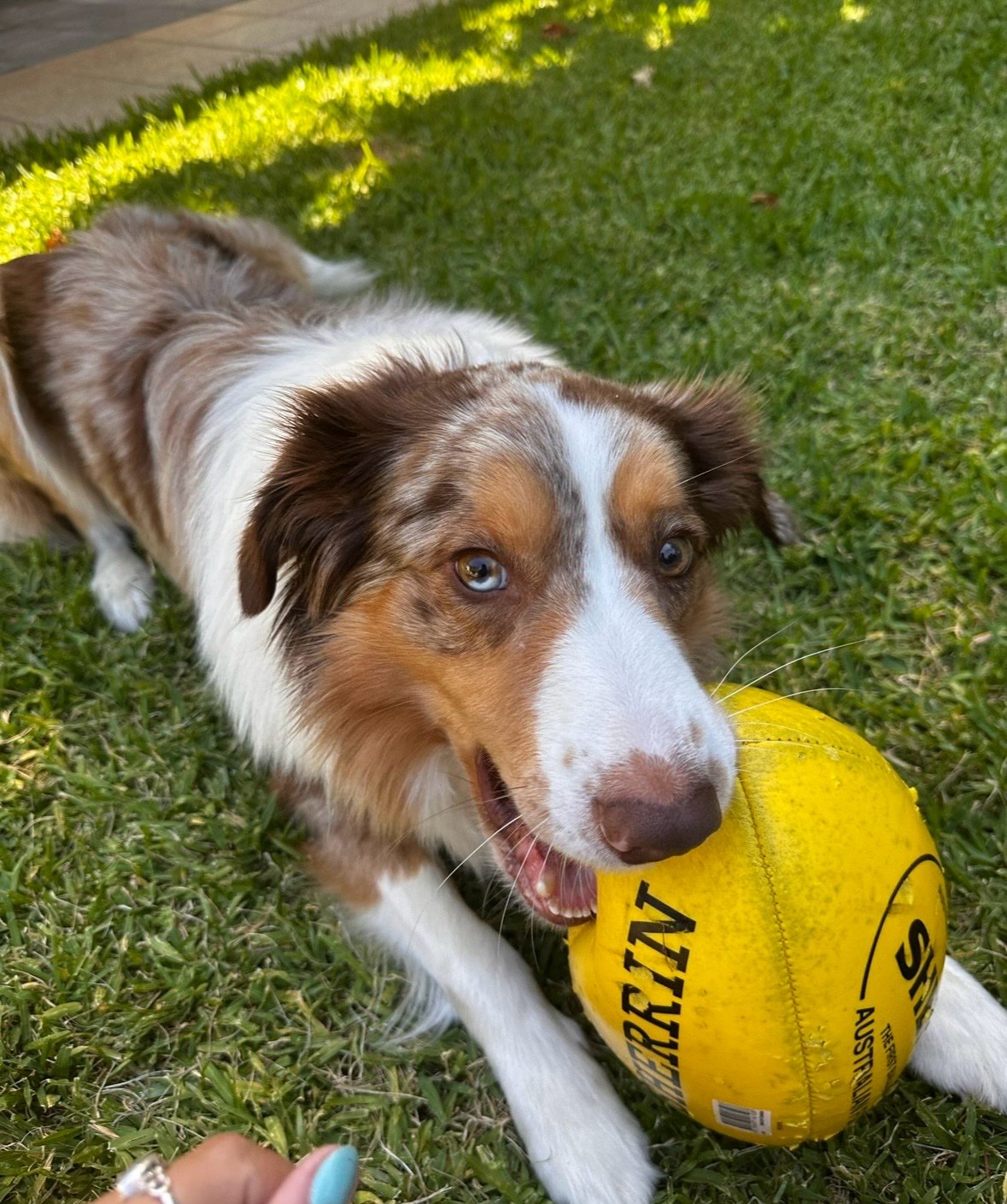 Caro, pet sitter in kerkrade, photo 4