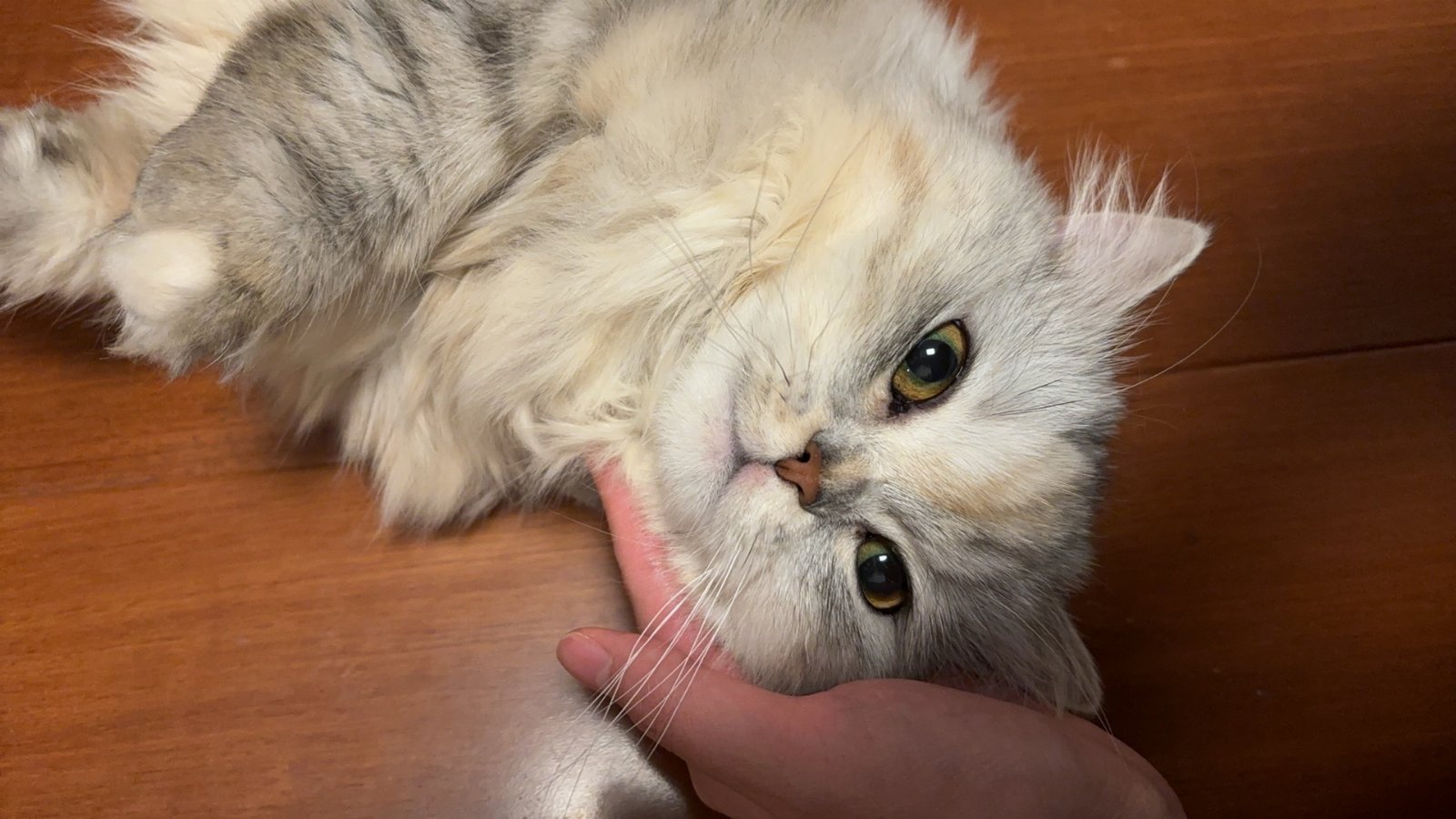 Xiaobing, pet sitter in Amsterdam, photo 3