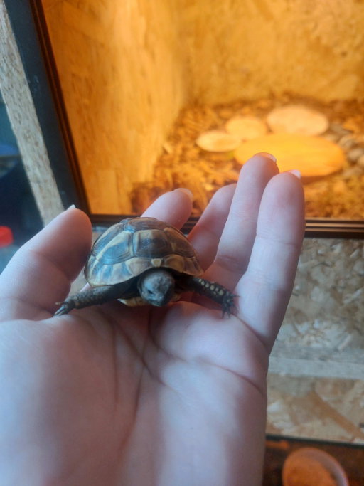 Hannah, pet sitter in Guttecoven, photo 4