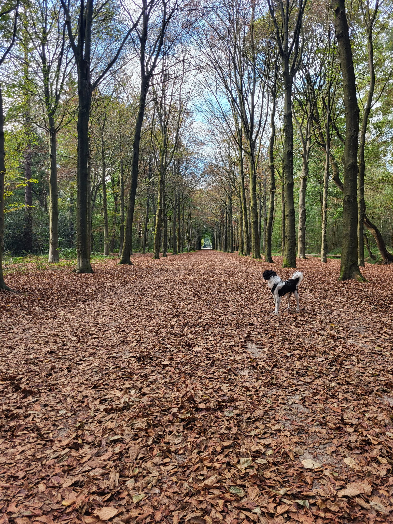 Daphne, dierenoppas in Baarn, foto 1