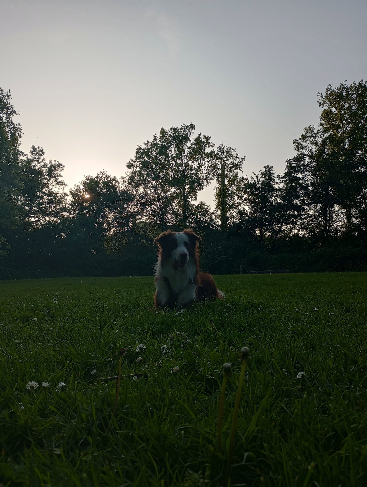 Vincent, pet sitter in Woerden, photo 1