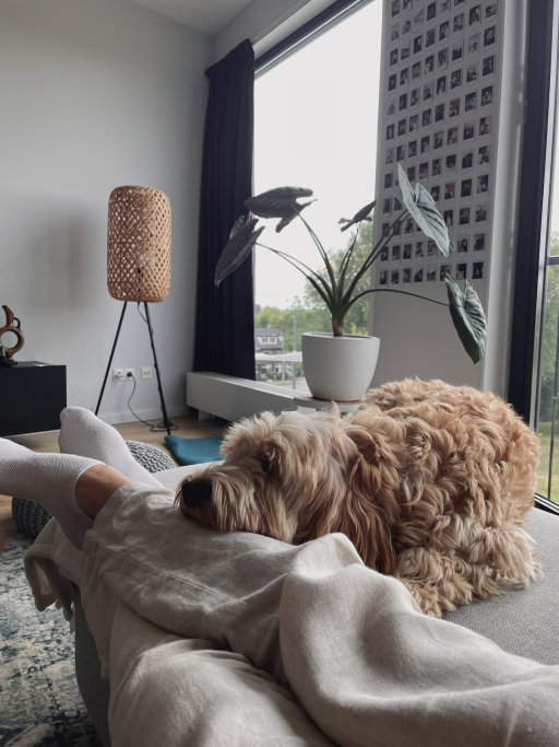 Ruben, pet sitter in Deventer, photo 5
