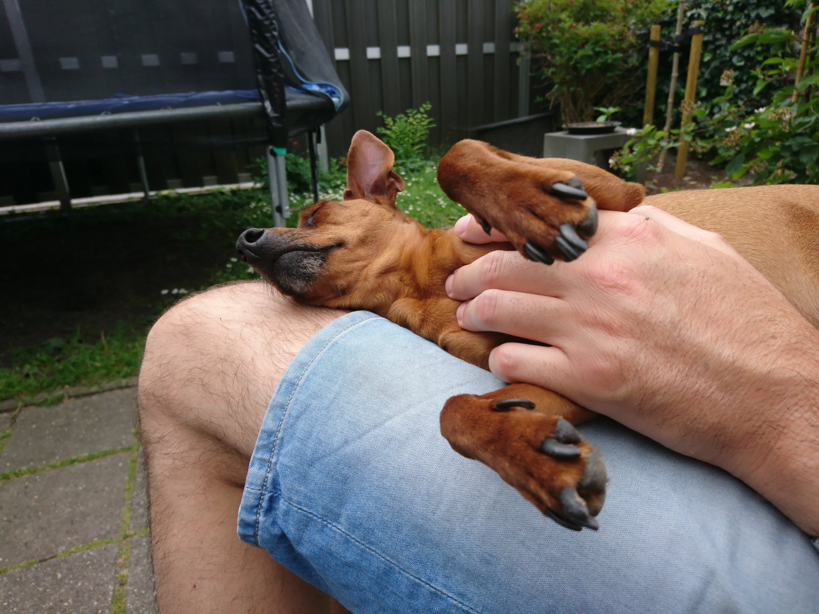 Lindsey, pet sitter in Assendelft, photo 3