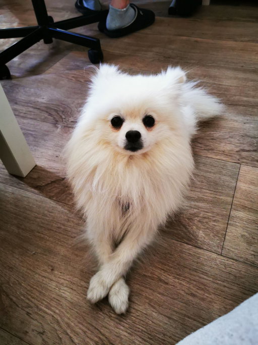 Konstantina, pet sitter in Utrecht, photo 5