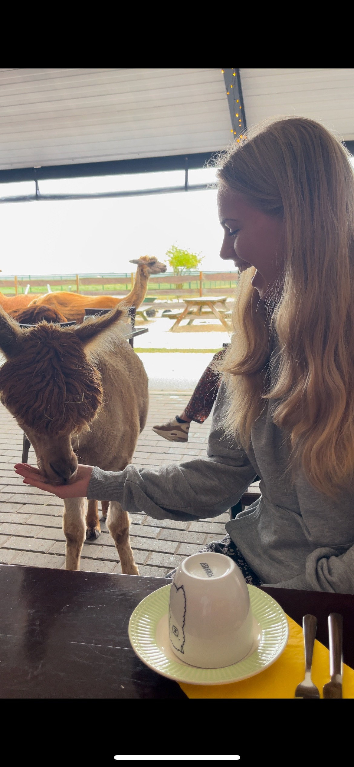 Emmy, pet sitter in Dronten, photo 1