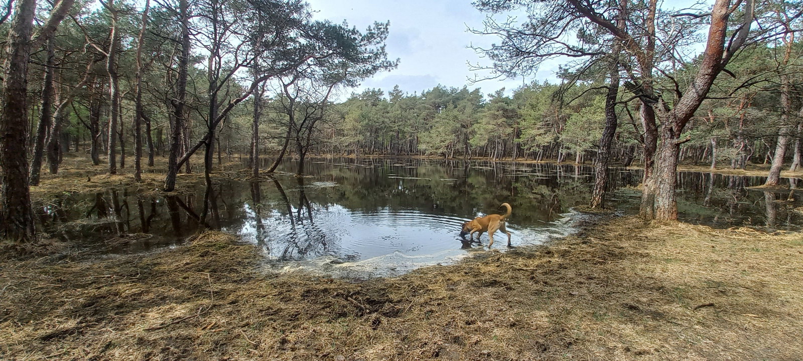 Sarai, pet sitter in Zorgvlied, photo 3