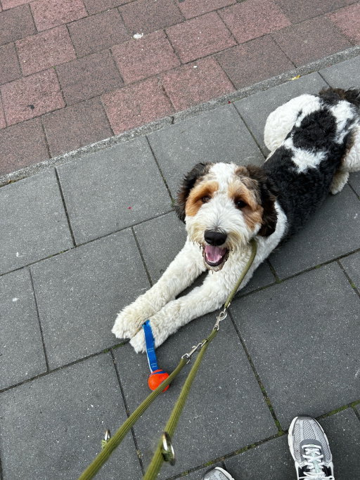Barbara, dierenoppas in Hilversum, foto 4