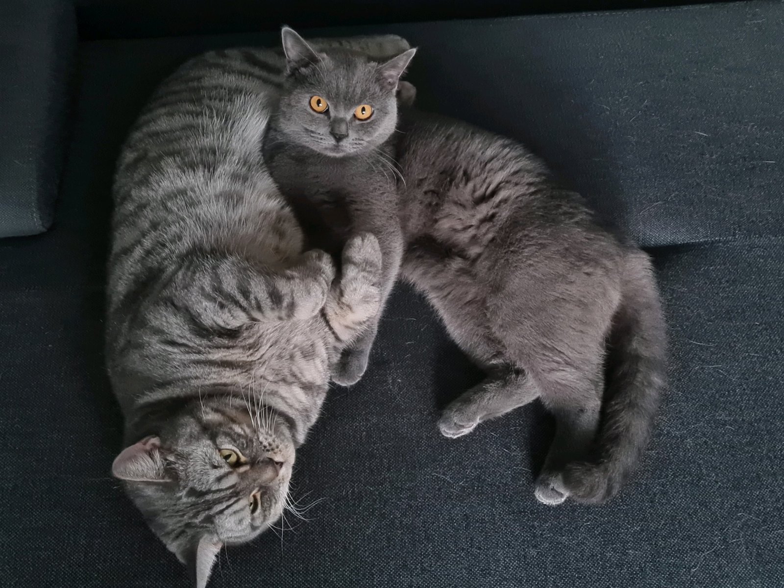 Franziska, pet sitter in Rösrath, photo 4