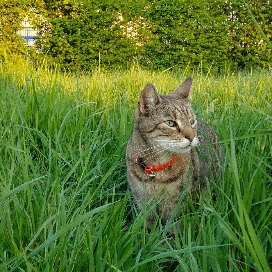 Linda, pet sitter in Sankt Augustin, photo 4