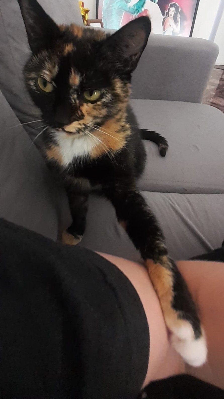 Evridiki, pet sitter in Zeist, photo 4