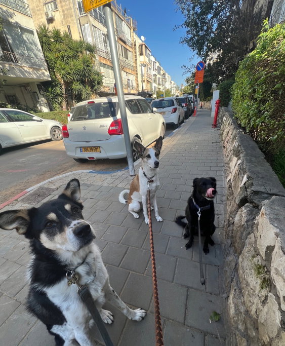 Matvey, Tiersitter in Berlin, Foto 2