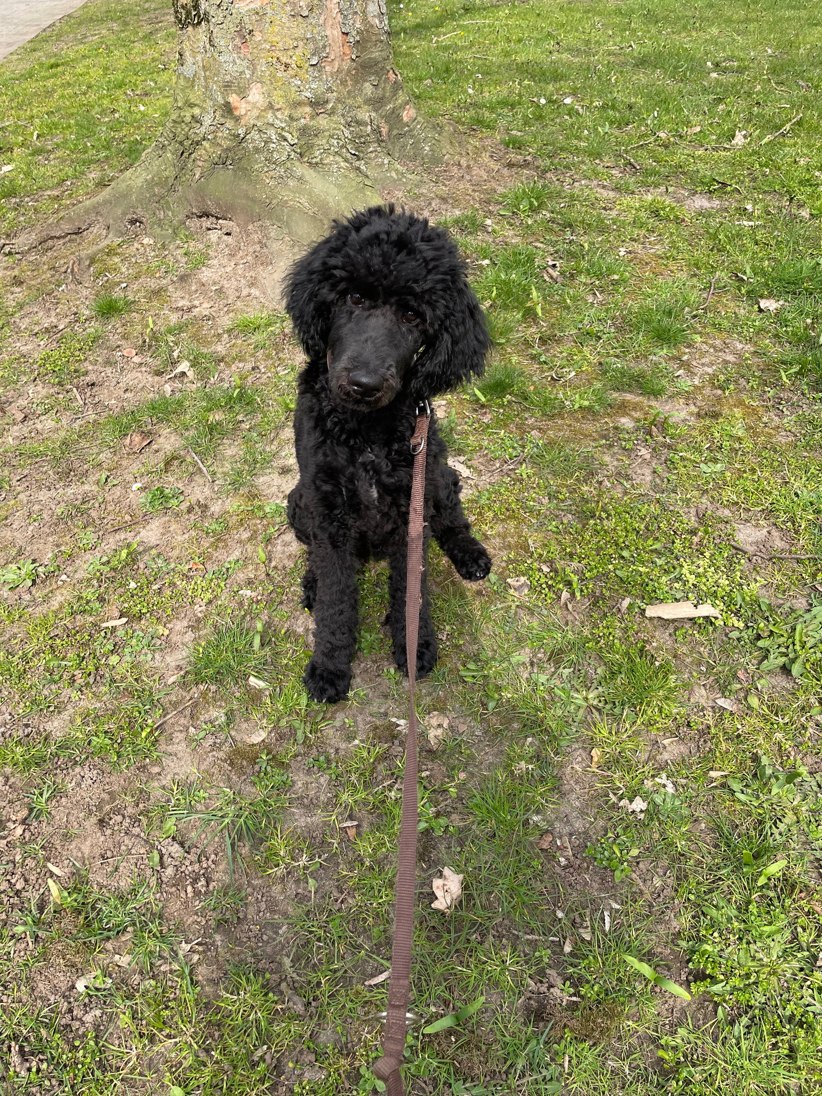Veronika, pet sitter in Düsseldorf, photo 3
