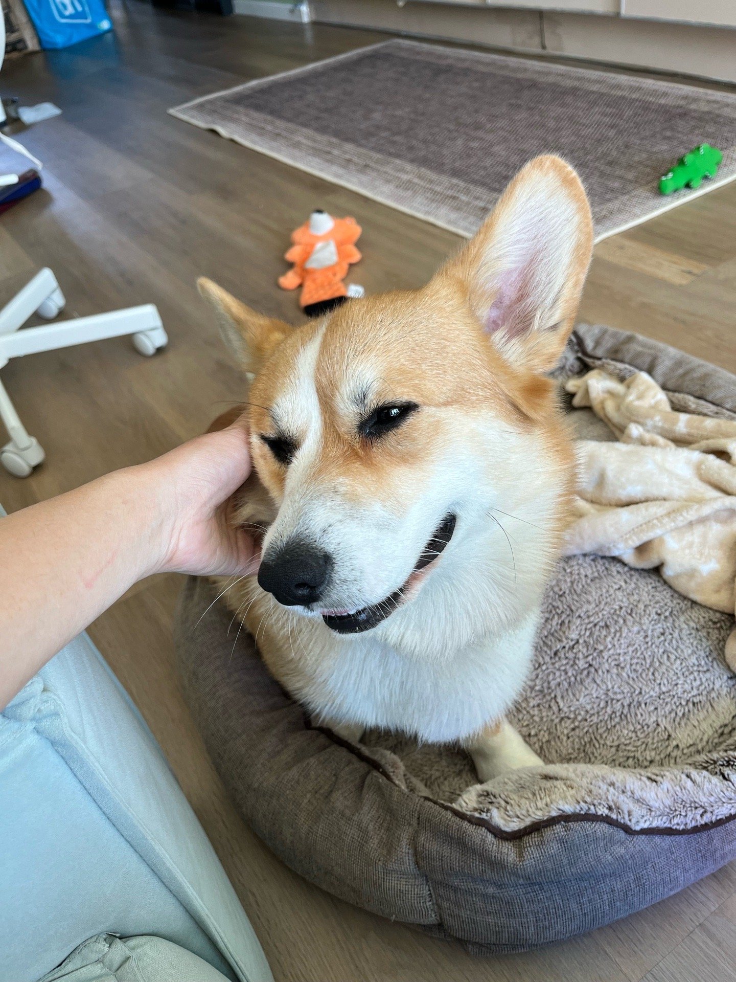 Jingyi (Matilda), pet sitter in Amsterdam, photo 2