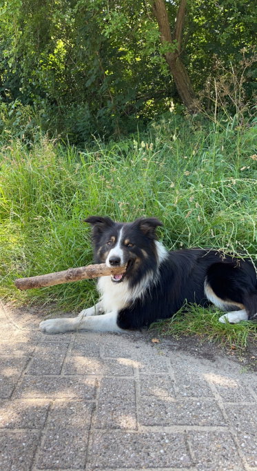 Sjoerd, pet sitter in Castricum, photo 2