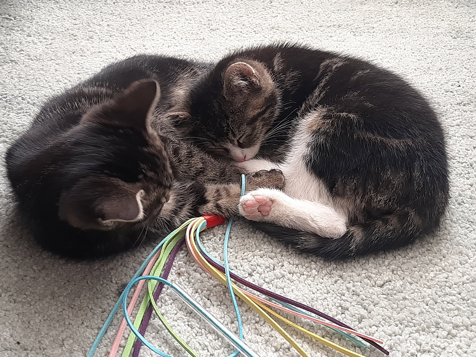 Esmee, pet sitter in Nijmegen, photo 1