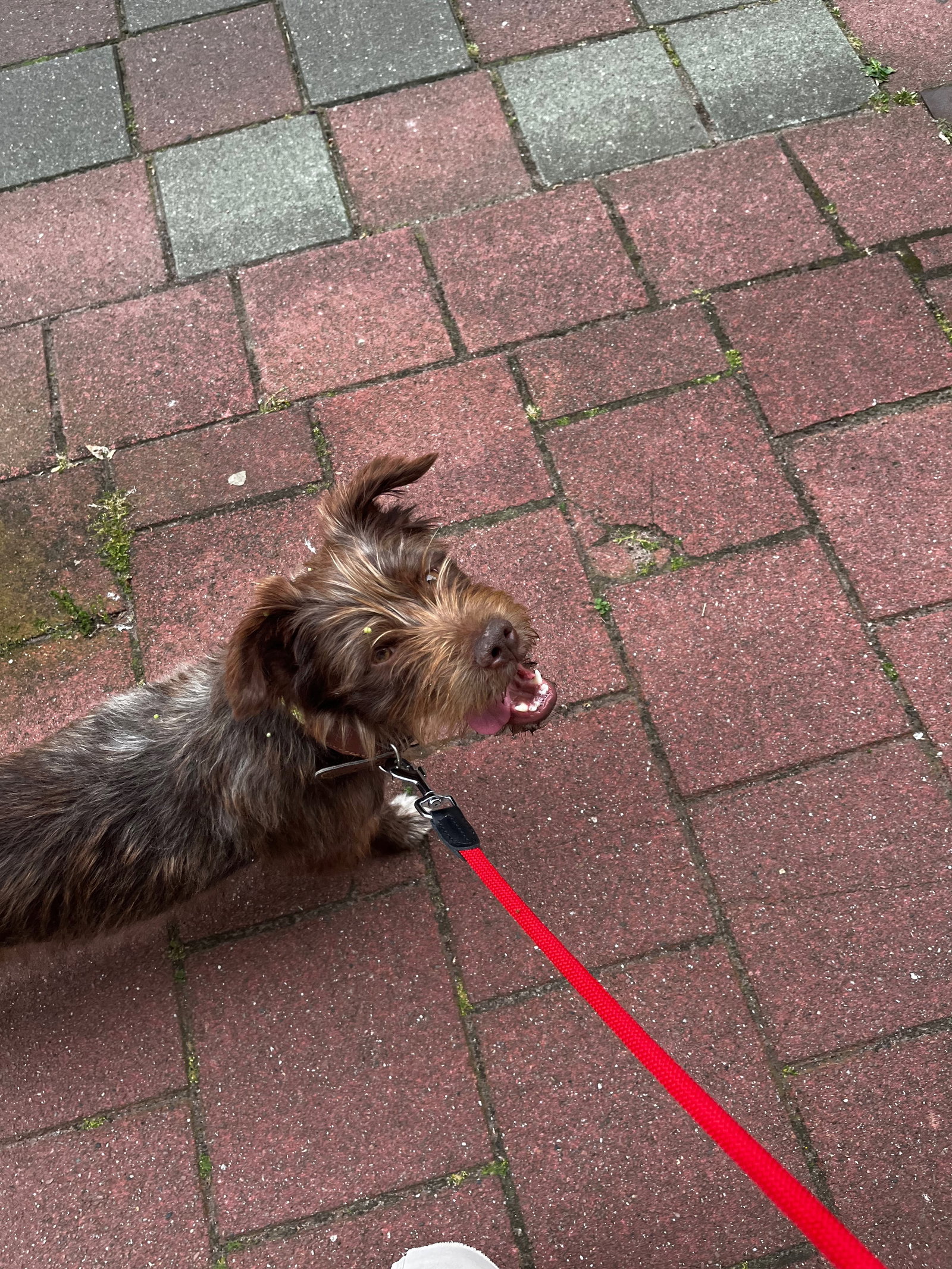 Maria, pet sitter in Amsterdam, photo 3