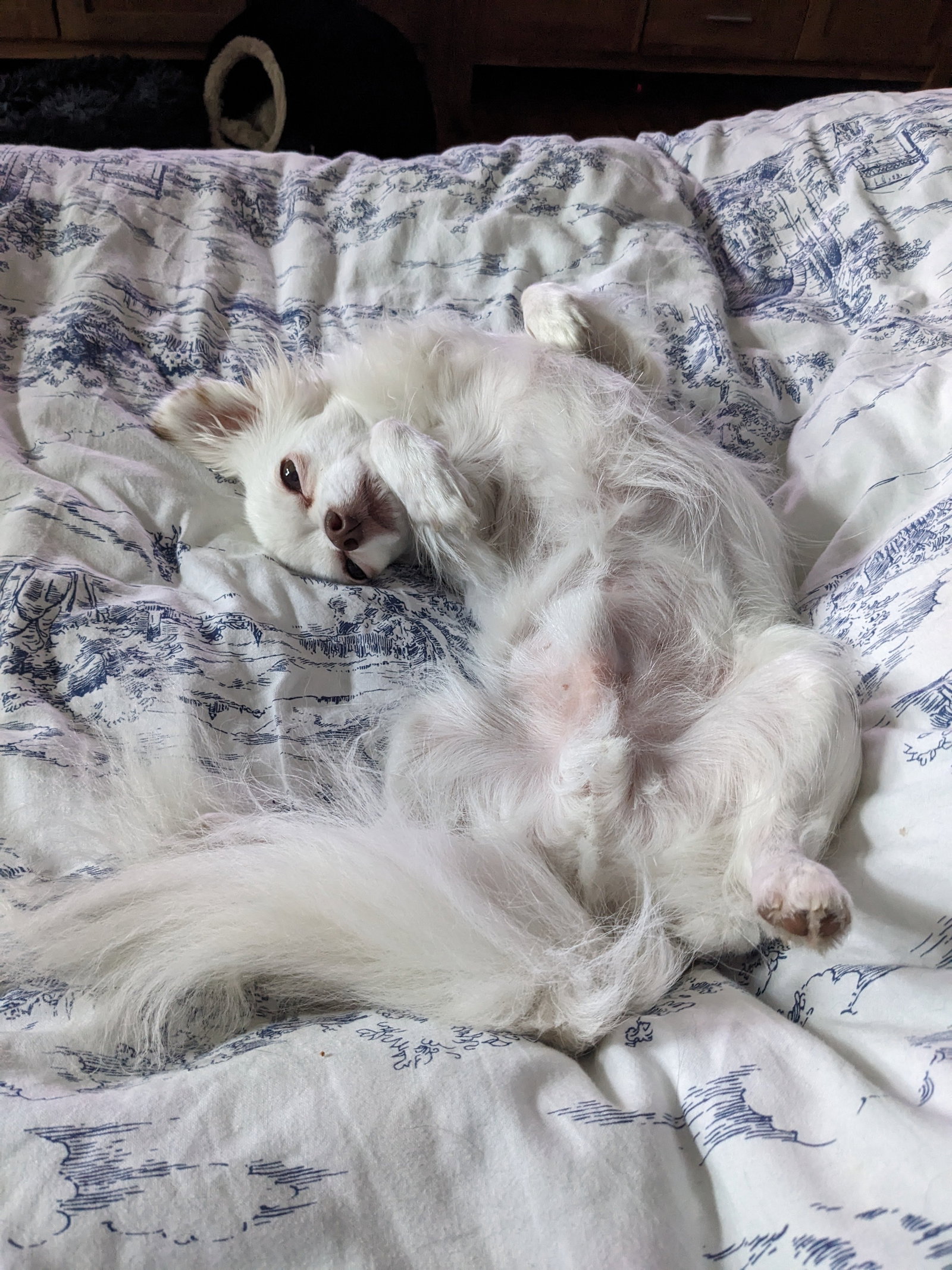 Heidi, Tiersitter in Berlin, Foto 3