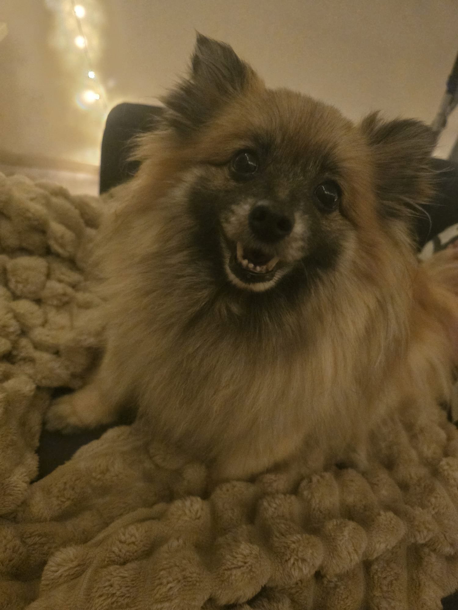 Anna, pet sitter in Amersfoort, photo 2