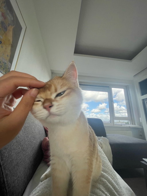 Ying, pet sitter in 's-Gravenhage, photo 3