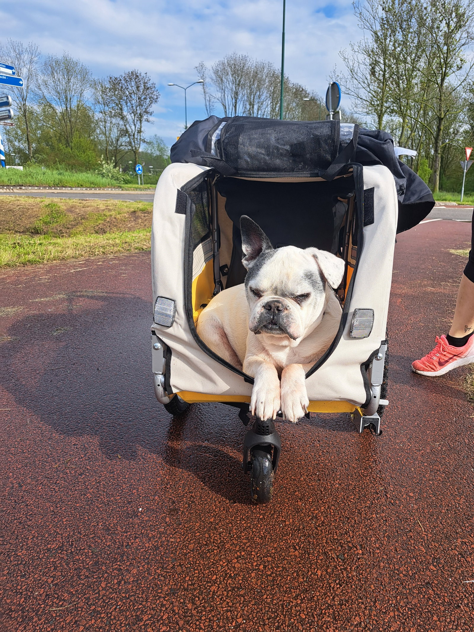 Isac & Ana, pet sitter in Amsterdam, photo 2