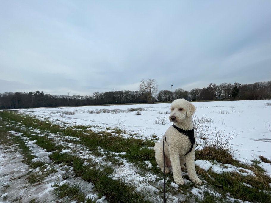 Hilbert, dierenoppas in de Wijk, foto 5