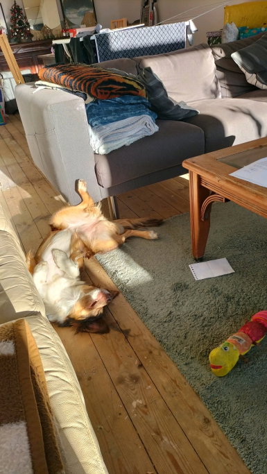 Carmen, pet sitter in Gouda, photo 1