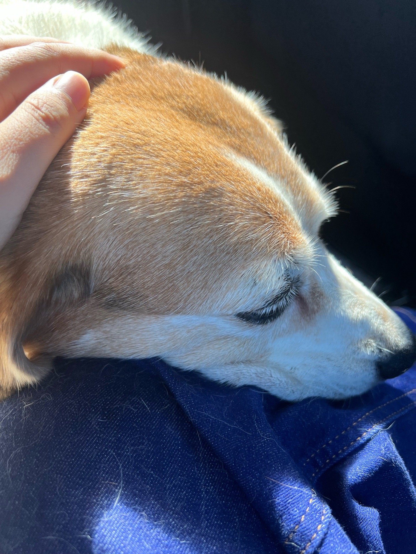 Meimei, pet sitter in Almere, photo 2