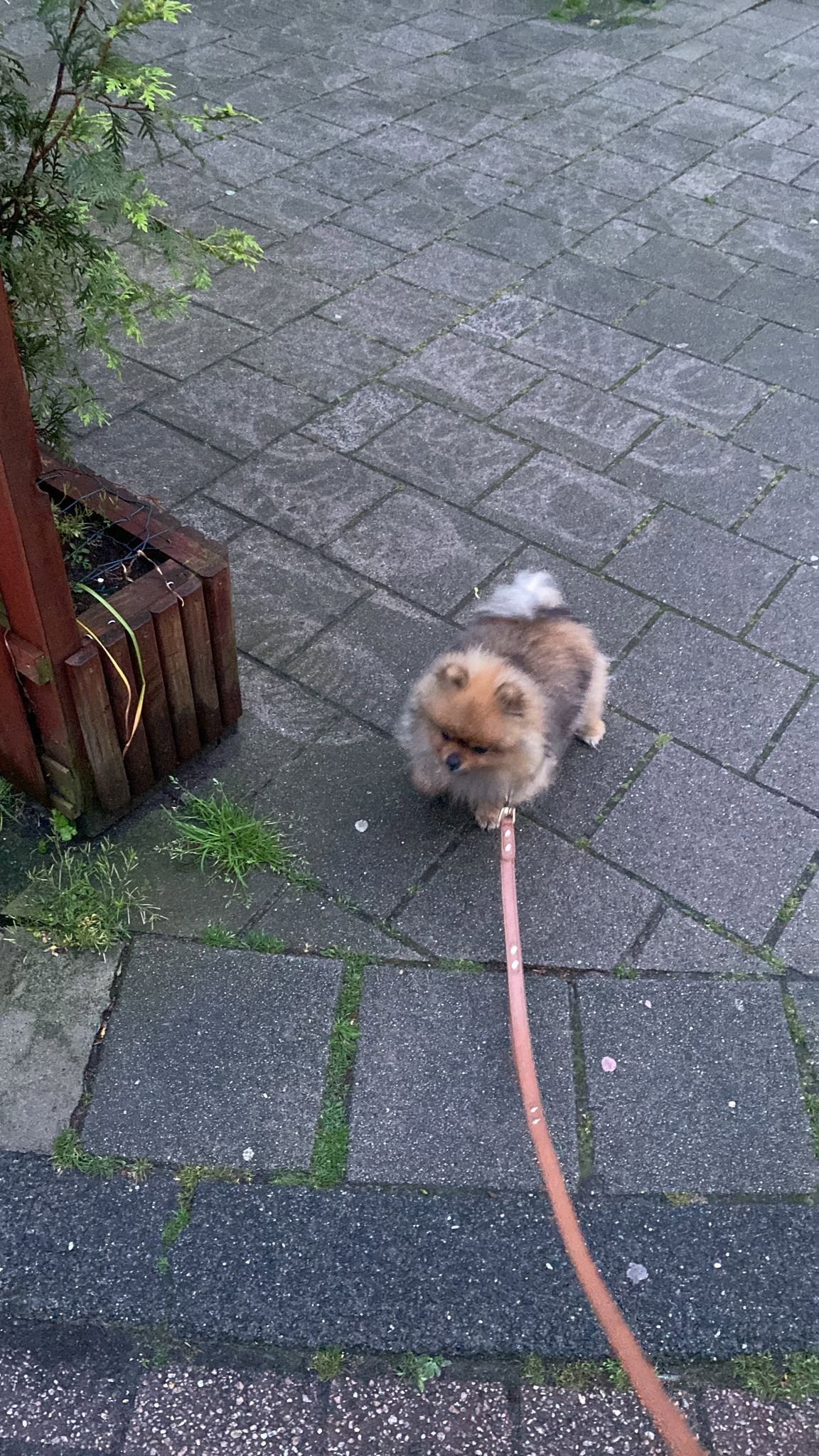 Cecilia, pet sitter in Amsterdam, photo 2